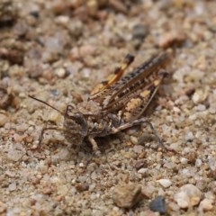 Urnisa guttulosa at Tennent, ACT - 25 Nov 2020