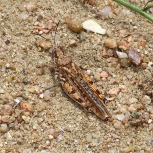 Urnisa guttulosa at Tennent, ACT - 25 Nov 2020