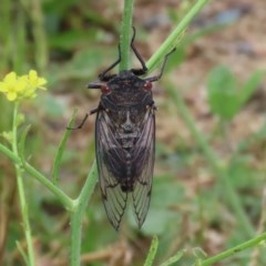 Psaltoda moerens (Redeye cicada) at Tharwa, ACT - 24 Nov 2020 by RodDeb