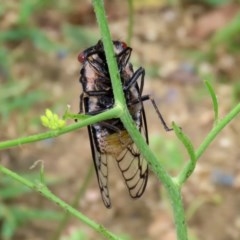 Psaltoda moerens at Tharwa, ACT - 25 Nov 2020 12:14 AM