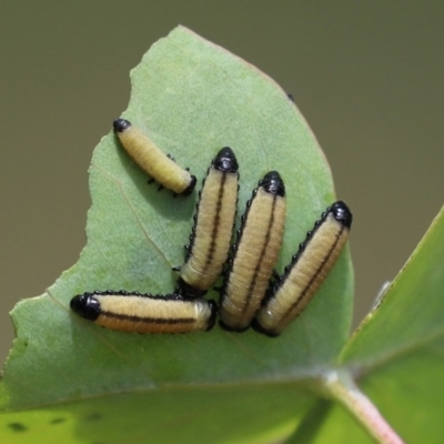 Paropsisterna cloelia (Eucalyptus variegated beetle) at Tennent, ACT - 24 Nov 2020 by RodDeb