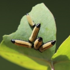 Paropsisterna cloelia at Tennent, ACT - 25 Nov 2020