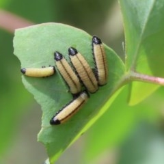 Paropsisterna cloelia at Tennent, ACT - 25 Nov 2020