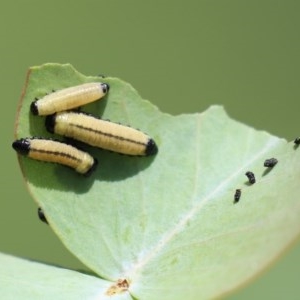 Paropsisterna cloelia at Tennent, ACT - 25 Nov 2020