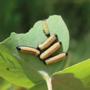 Paropsisterna cloelia at Tennent, ACT - 25 Nov 2020