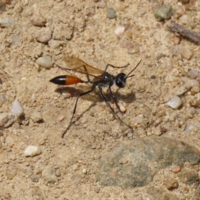 Podalonia tydei (Caterpillar-hunter wasp) at Tennent, ACT - 24 Nov 2020 by RodDeb