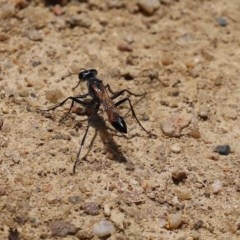 Podalonia tydei at Tennent, ACT - 25 Nov 2020