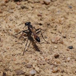 Podalonia tydei at Tennent, ACT - 25 Nov 2020