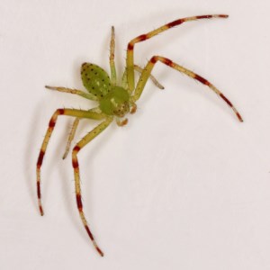 Lehtinelagia sp. (genus) at Kambah, ACT - 26 Nov 2020