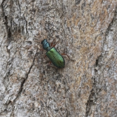 Phlogistus sp. (genus) (Clerid beetle) at Higgins, ACT - 23 Nov 2020 by AlisonMilton