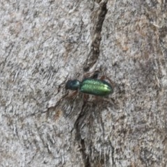 Phlogistus sp. (genus) at Higgins, ACT - 23 Nov 2020