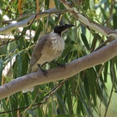 Philemon corniculatus (Noisy Friarbird) at Tennent, ACT - 24 Nov 2020 by RodDeb