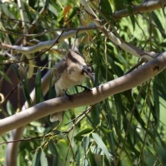 Philemon corniculatus at Tennent, ACT - 25 Nov 2020