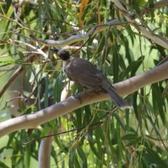 Philemon corniculatus at Tennent, ACT - 25 Nov 2020