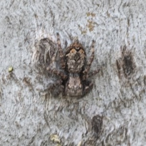 Servaea sp. (genus) at Higgins, ACT - 23 Nov 2020