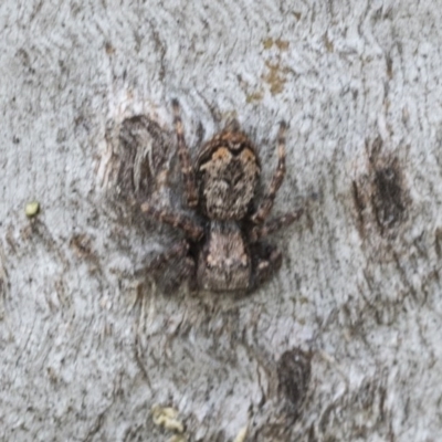 Servaea sp. (genus) (Unidentified Servaea jumping spider) at Higgins, ACT - 23 Nov 2020 by AlisonMilton
