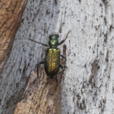 Phlogistus sp. (genus) (Clerid beetle) at Holt, ACT - 23 Nov 2020 by AlisonMilton