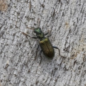 Phlogistus sp. (genus) at Holt, ACT - 23 Nov 2020 11:26 PM