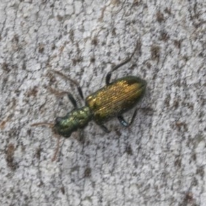 Phlogistus sp. (genus) at Holt, ACT - 23 Nov 2020 11:26 PM