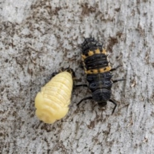 Harmonia conformis at Holt, ACT - 23 Nov 2020 11:24 PM