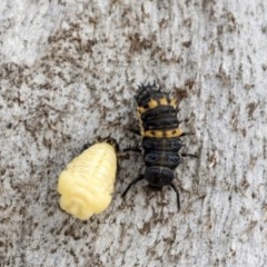 Harmonia conformis at Holt, ACT - 23 Nov 2020 11:24 PM