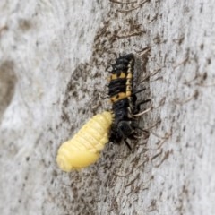 Harmonia conformis at Holt, ACT - 23 Nov 2020