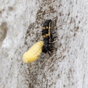 Harmonia conformis at Holt, ACT - 23 Nov 2020