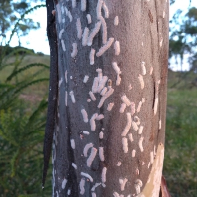 Eriococcidae sp. on Eucalyptus blakelyi (Felted scale on Eucalyptus blakelyi) at Urambi Hills - 25 Nov 2020 by michaelb