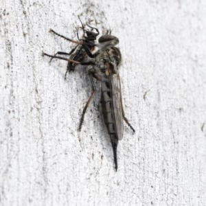 Cerdistus sp. (genus) at Holt, ACT - 23 Nov 2020 11:23 PM