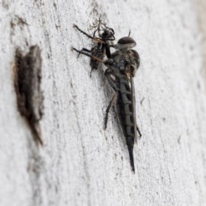 Cerdistus sp. (genus) at Holt, ACT - 23 Nov 2020 11:23 PM