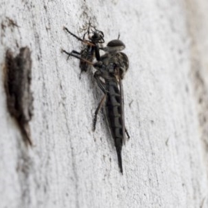 Cerdistus sp. (genus) at Holt, ACT - 23 Nov 2020 11:23 PM