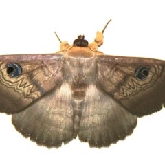 Dasypodia selenophora (Southern old lady moth) at Murrumbateman, NSW - 25 Nov 2020 by davobj