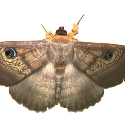 Dasypodia selenophora (Southern old lady moth) at Murrumbateman, NSW - 26 Nov 2020 by davobj