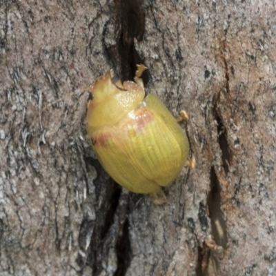 Paropsisterna hectica (A leaf beetle) at Holt, ACT - 24 Nov 2020 by AlisonMilton