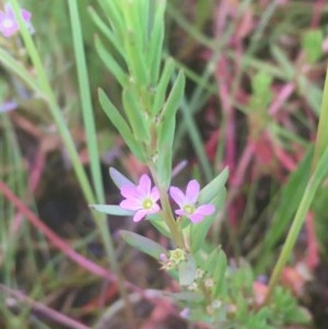 Lythrum hyssopifolia at Wollogorang, NSW - 26 Nov 2020