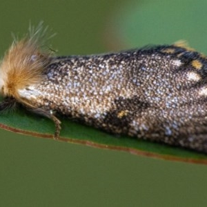 Epicoma contristis at Googong, NSW - 26 Nov 2020