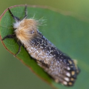 Epicoma contristis at Googong, NSW - 26 Nov 2020