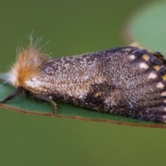 Epicoma contristis at Googong, NSW - 26 Nov 2020