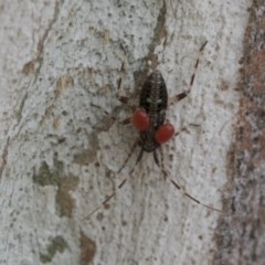 Miridae (family) (Unidentified plant bug) at Hawker, ACT - 20 Nov 2020 by AlisonMilton