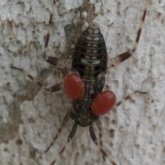 Miridae (family) at Hawker, ACT - 20 Nov 2020 12:59 PM