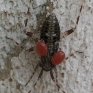 Miridae (family) at Hawker, ACT - 20 Nov 2020