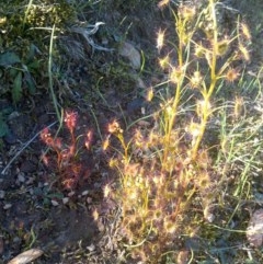 Drosera sp. (A Sundew) at Jones Creek, NSW - 23 Aug 2019 by abread111