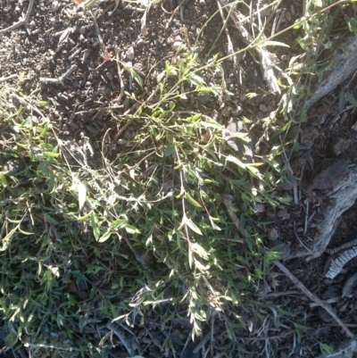 Einadia nutans (Climbing Saltbush) at Nangus, NSW - 24 Aug 2019 by abread111