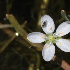 Montia australasica (White Purslane) at Wollogorang, NSW - 25 Nov 2020 by JaneR