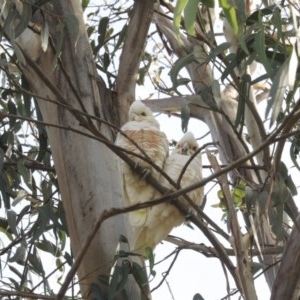 Cacatua sanguinea at Higgins, ACT - 12 May 2020 02:04 AM