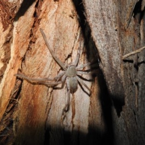 Isopeda sp. (genus) at Kambah, ACT - suppressed