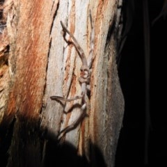 Isopeda sp. (genus) at Kambah, ACT - suppressed