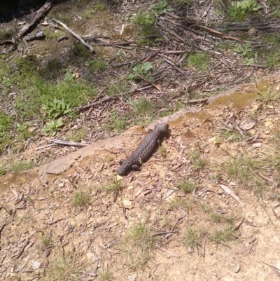 Tiliqua rugosa (Shingleback Lizard) at Forde, ACT - 22 Oct 2020 by abread111