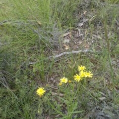 Senecio madagascariensis (Madagascan Fireweed, Fireweed) at Forde, ACT - 21 Oct 2020 by abread111