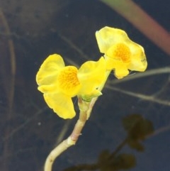 Utricularia australis at Wollogorang, NSW - 26 Nov 2020 02:22 AM